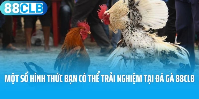 Một số hình thức bạn có thể trải nghiệm tại đá gà 88CLB
