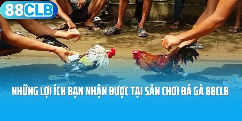 Những lợi ích bạn có thể nhận được tại sân chơi đá gà 88CLB